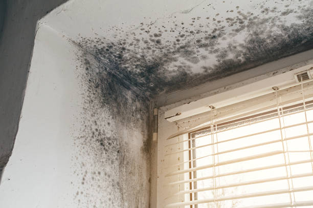 Affordable Hvac And Air Duct Mold Remediation solutions in Milton, MA
